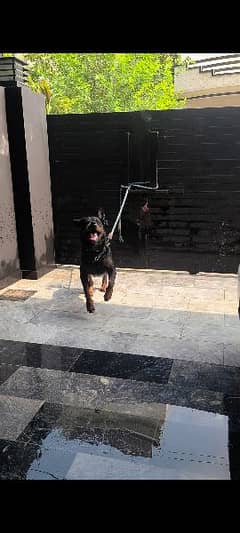 Stud Rottweiler available champion lines