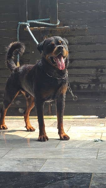 Stud Rottweiler available champion lines 1