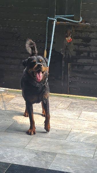 Stud Rottweiler available champion lines 3