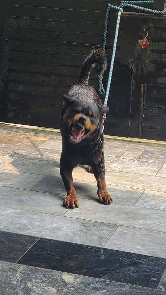 Stud Rottweiler available champion lines 4