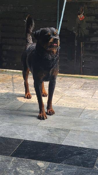 Stud Rottweiler available champion lines 5