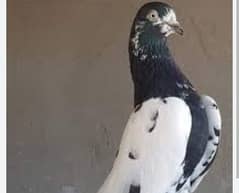 All pigeons tadi seial koti jonser lal ankhoo walay