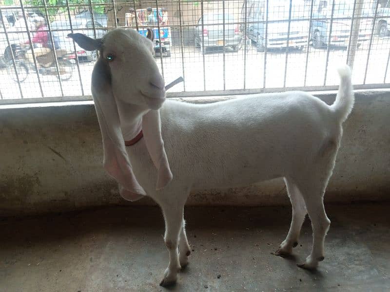 gulabi bakri 2