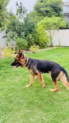 German Shepherd available for sale