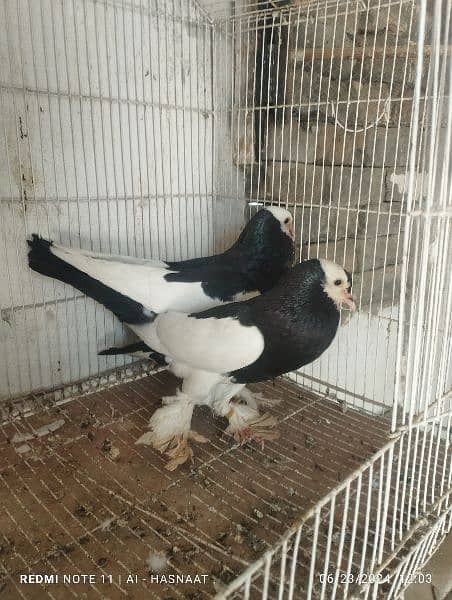 pigeon for sale 0