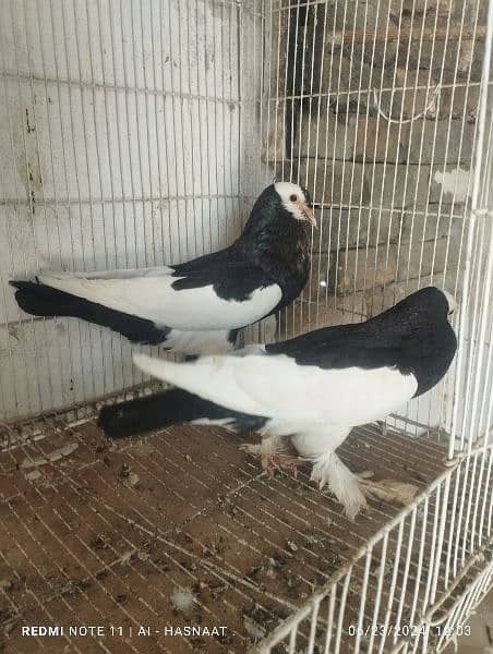 pigeon for sale 1