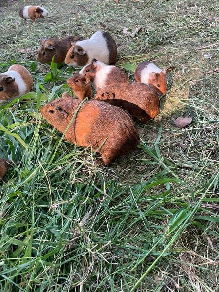 Guinea pigs 1