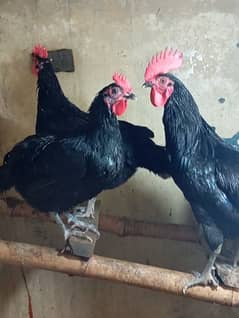 Astorlop hen and frtail eggs