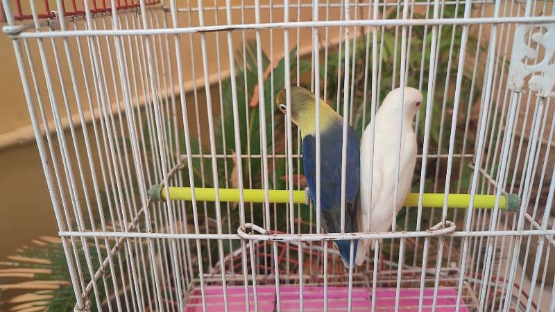 Grey cocatails pairs, Albino Red eyes into parblue split ino,budgies, 5