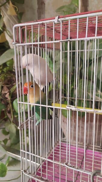 Grey cocatails pairs, Albino Red eyes into parblue split ino,budgies, 7