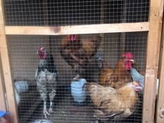 Golden Buff, White Buff, Light Brahma, White Bantam