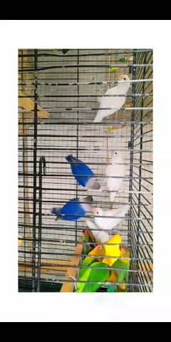 albino, feshri, violet, lutino, fisher love Birds pairs