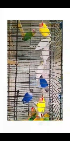 albino, feshri, violet, lutino, fisher love Birds pairs 1