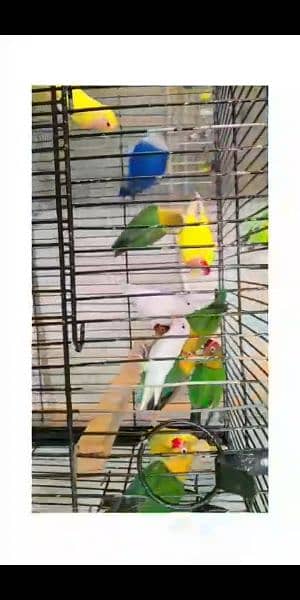 albino, feshri, violet, lutino, fisher love Birds pairs 3