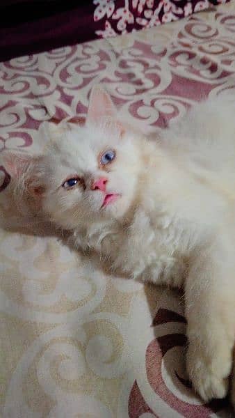 3 Months Little Persian Female Cats For Sale 1