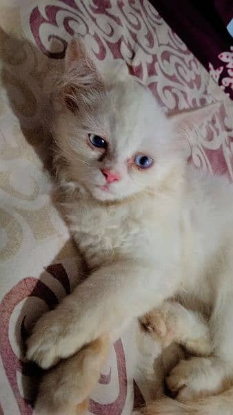 3 Months Little Persian Female Cats For Sale 2