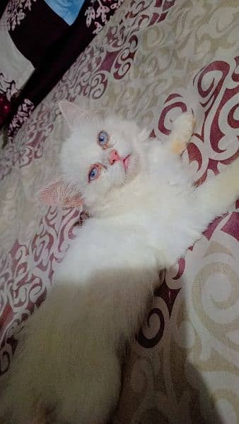 3 Months Little Persian Female Cats For Sale 3