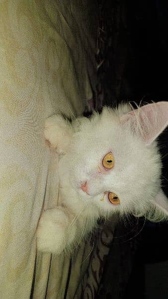 3 Months Little Persian Female Cats For Sale 4