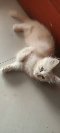 2 months Persian cat with blue eyes