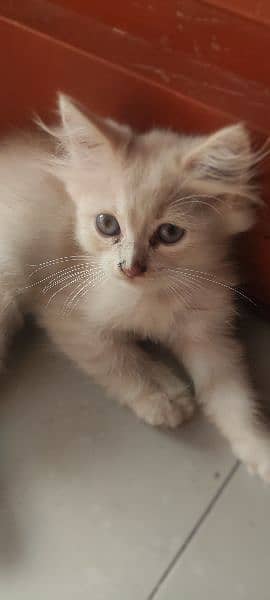 2 months Persian cat with blue eyes 1