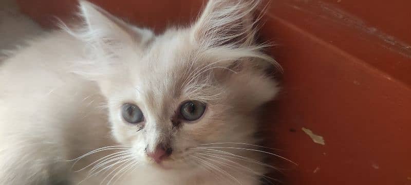 2 months Persian cat with blue eyes 2