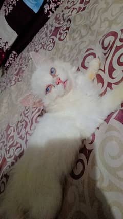 Cat for Sale Persian Females Cats