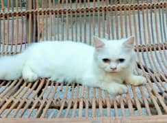 Adorable Persian odd eyes kitten 0