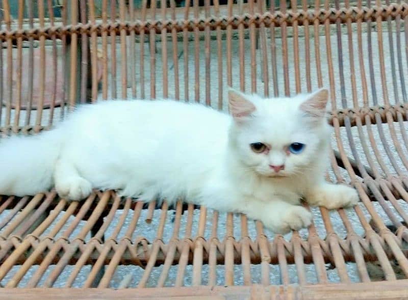 Adorable Persian odd eyes kitten 0