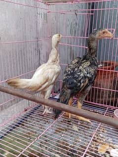 Hens for sale Heera Aseel Golden buff