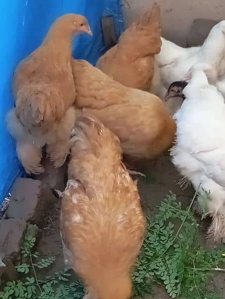 Hens for sale Heera Aseel Golden buff 1