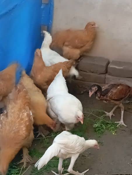 Hens for sale Heera Aseel Golden buff 4