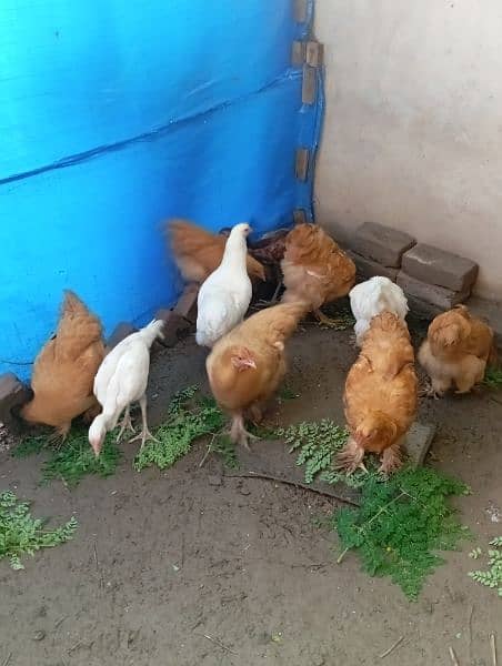 Hens for sale Heera Aseel Golden buff 6