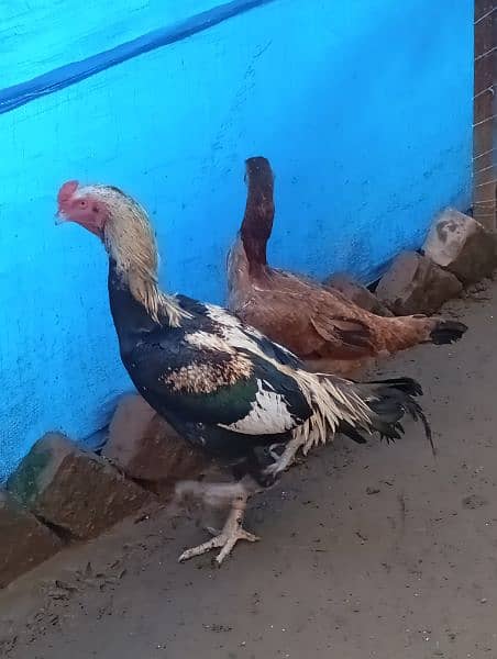 Hens for sale Heera Aseel Golden buff 7