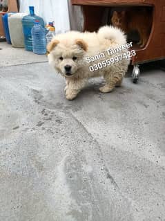 Chow Chow Extreme High Quality Imported Pups 0