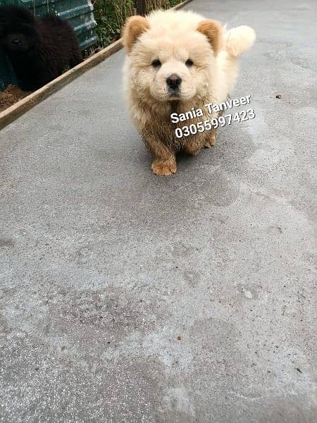 Chow Chow Extreme High Quality Imported Pups 4