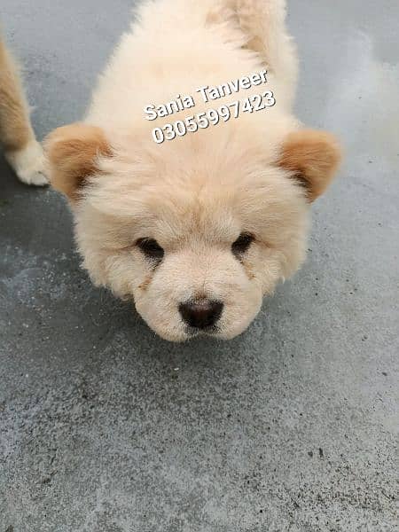 Chow Chow Extreme High Quality Imported Pups 6