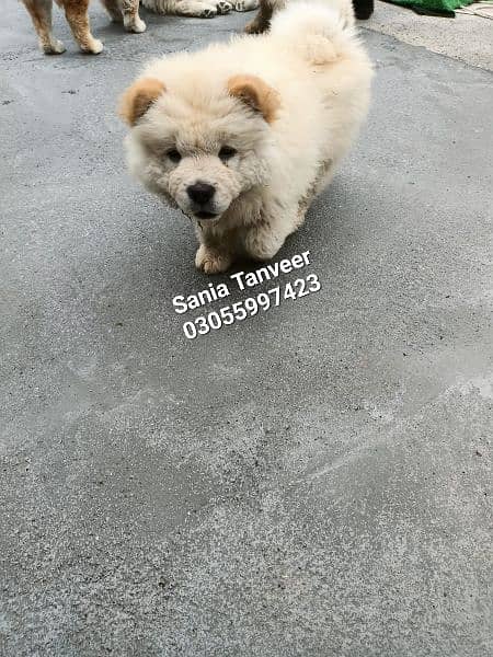 Chow Chow Extreme High Quality Imported Pups 9