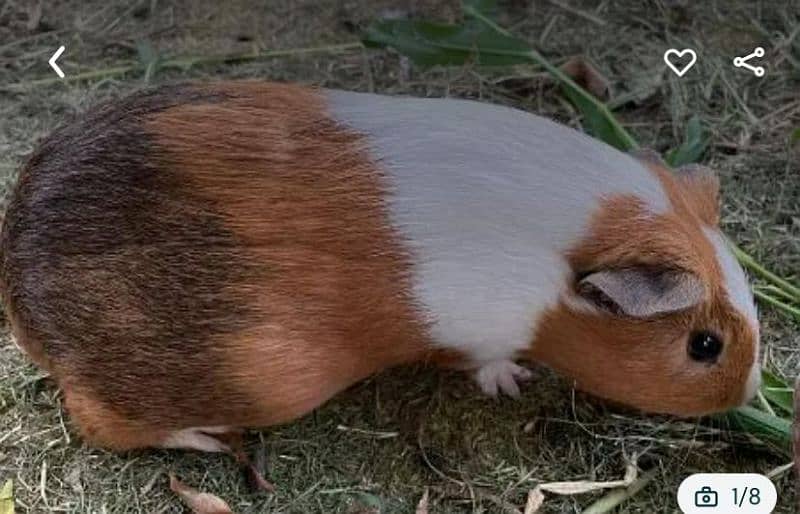 Guinea pigs 4