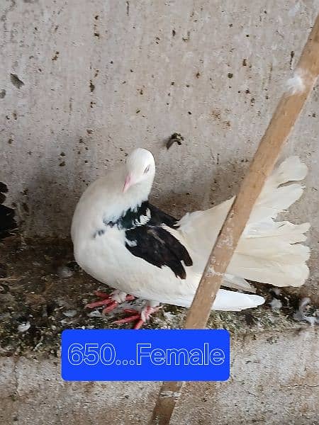 Pigeons for sale. . . . urgent sale From Peshawar 1