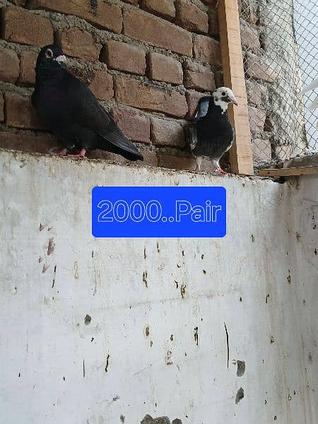 Pigeons for sale. . . . urgent sale From Peshawar 2