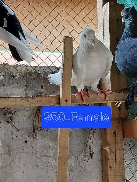 Pigeons for sale. . . . urgent sale From Peshawar 3