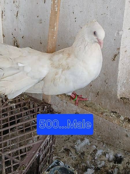 Pigeons for sale. . . . urgent sale From Peshawar 5