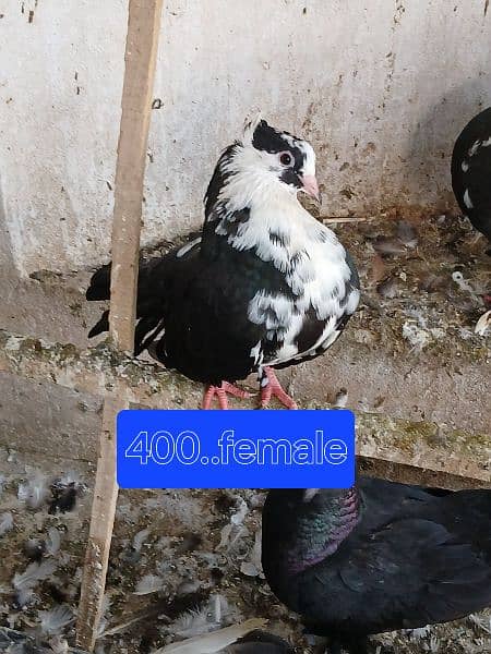 Pigeons for sale. . . . urgent sale From Peshawar 6