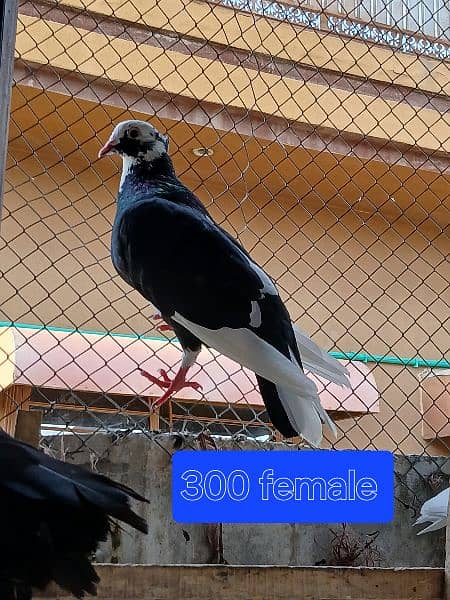 Pigeons for sale. . . . urgent sale From Peshawar 7