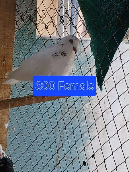 Pigeons for sale. . . . urgent sale From Peshawar 8