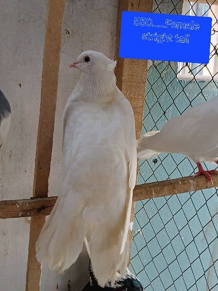 Pigeons for sale. . . . urgent sale From Peshawar 9