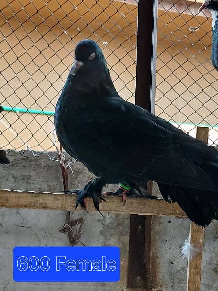 Pigeons for sale. . . . urgent sale From Peshawar 10