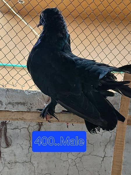 Pigeons for sale. . . . urgent sale From Peshawar 12