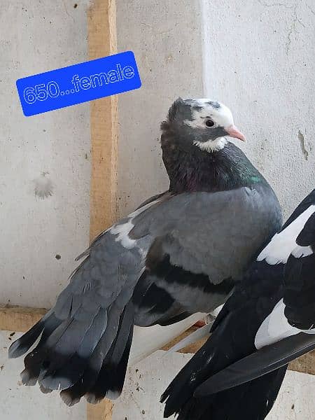 Pigeons for sale. . . . urgent sale From Peshawar 13