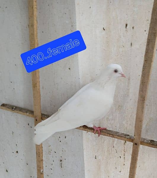 Pigeons for sale. . . . urgent sale From Peshawar 14